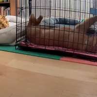Have You Seen This? Puppy has innovative method for waking up